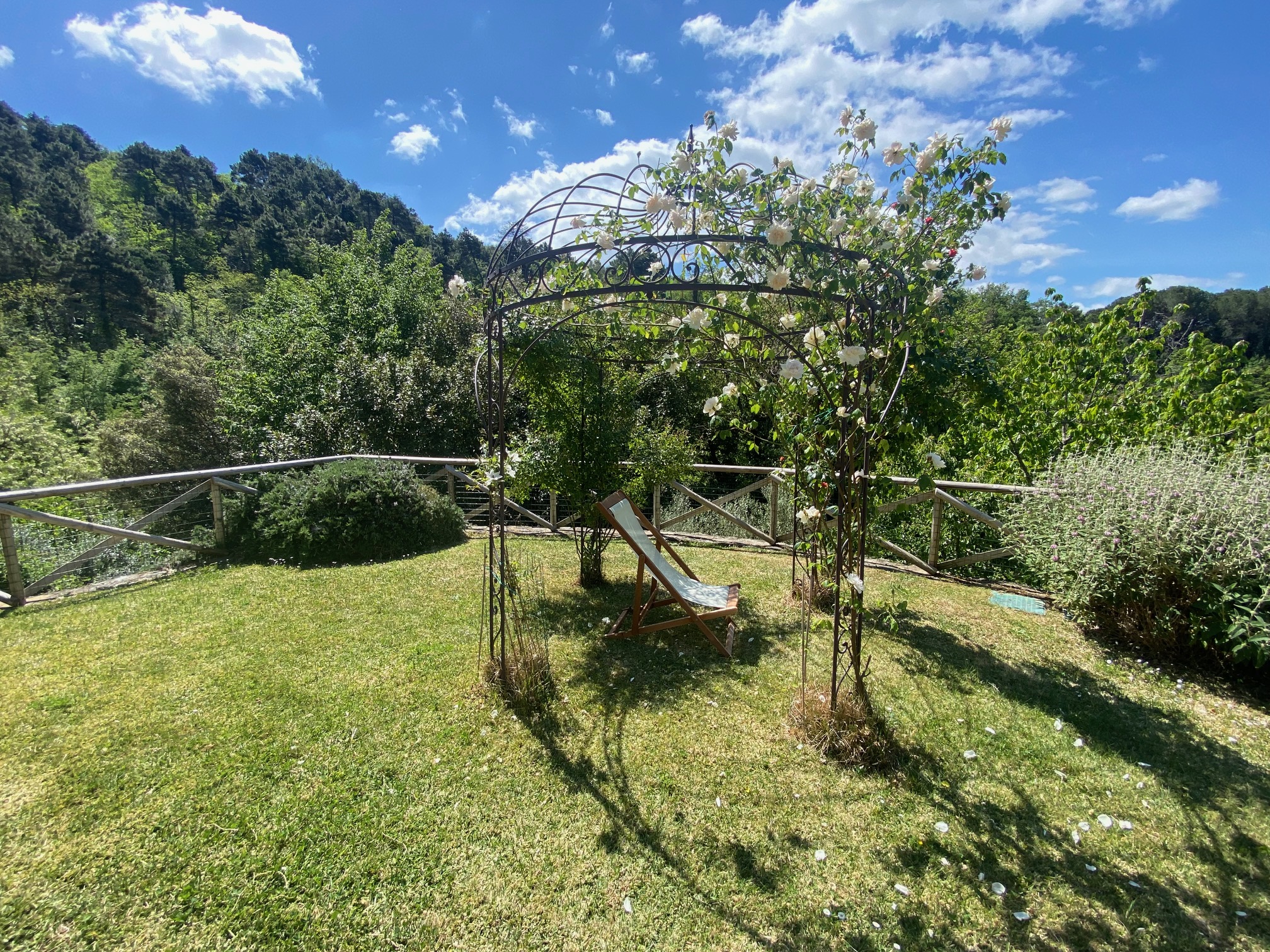 Rose arch in garden