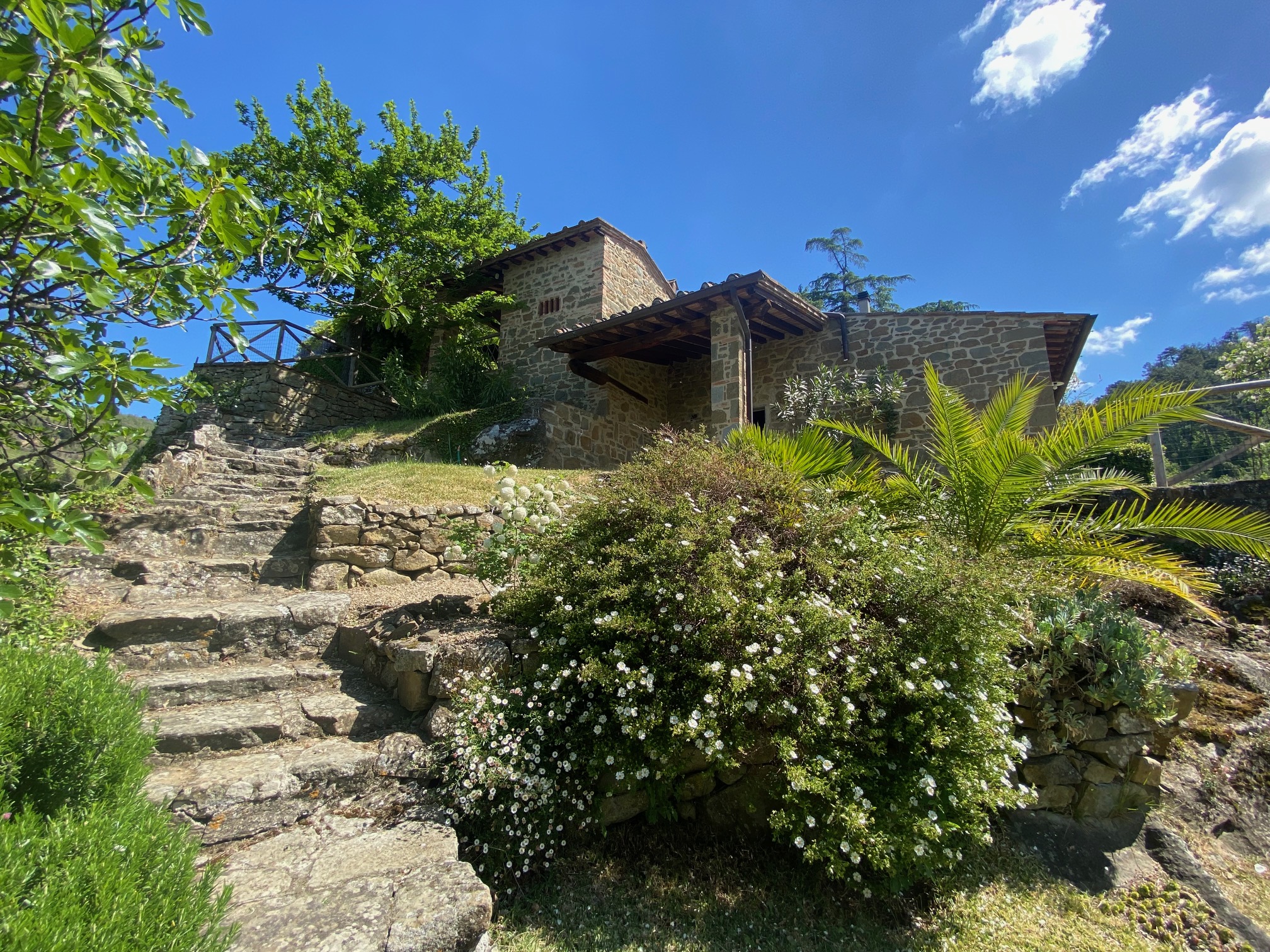Stone steps with flowering shrubs